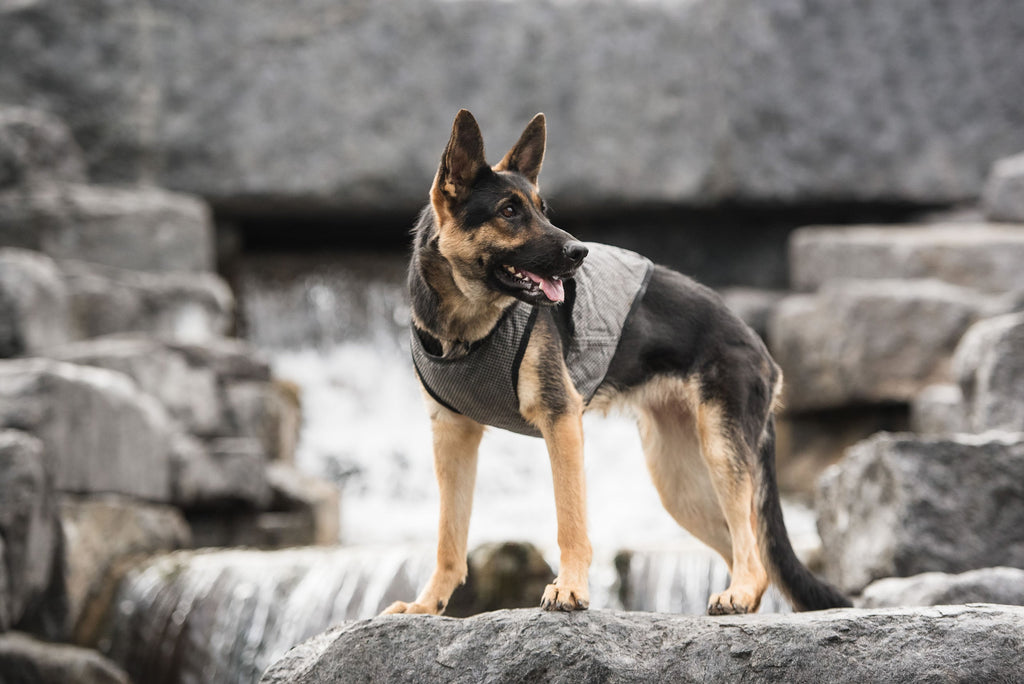 US Army Dog Cooling Vest — Reusable Ice Pack Body Wrap (Grey)